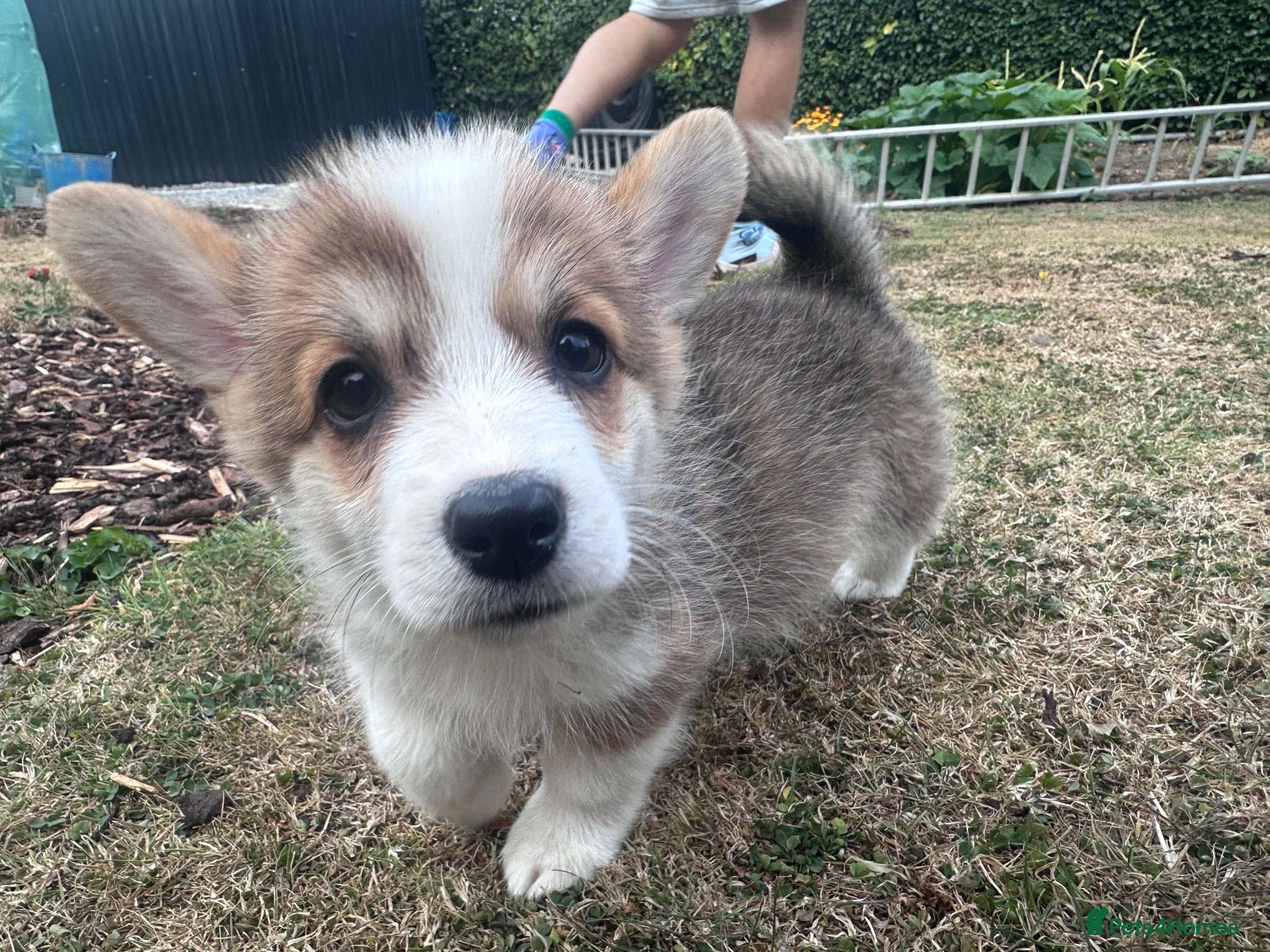 Welsh Corgi Pembroke dogs READY NOW- Fully Vaccinated Pembroke Welsh Corgi   - Advert 1