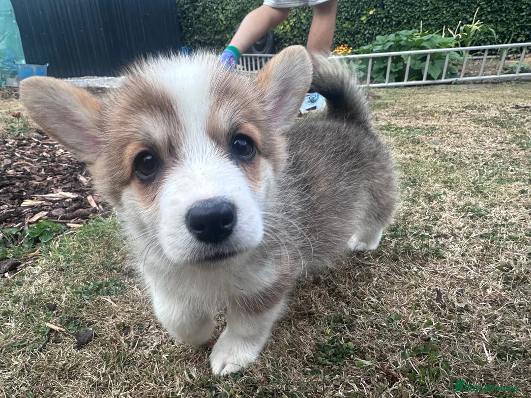 Welsh Corgi Pembroke dogs for sale: REDUCED — Fully Vaccinated Pembroke Welsh Corgi   - Advert 1