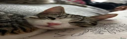 Mixed Breed cats for sale: Two brother cats  in Tredegar - Advert 4