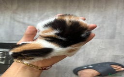 Norwegian Forest Cat cats for sale: Kittens for sale  - Image 15