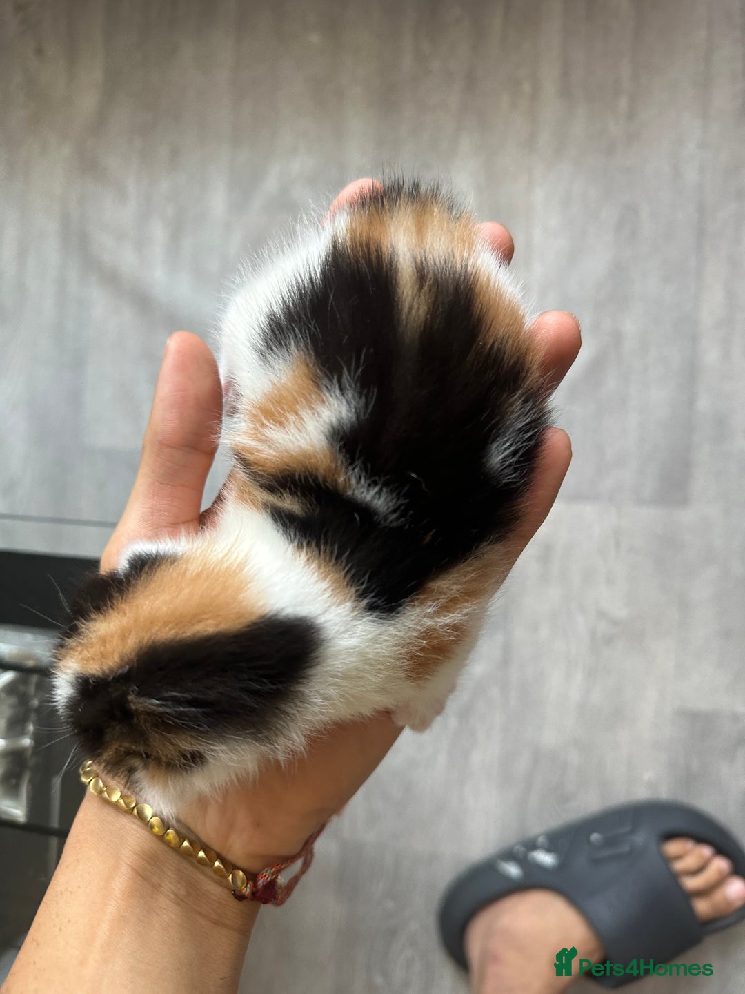 Norwegian Forest Cat cats for sale: Kittens for sale  - Image 15