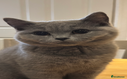 British Shorthair cats for sale: Gorgeous British Shorthair Kittens Chunky, Loving  - Image 15