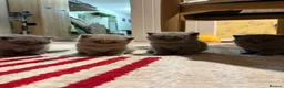 British Shorthair cats for sale: Beautiful British shorthair kittens - Advert 4