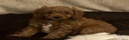 Cavapoo dogs for sale: 🐶🐾Stunning health clear cavapoo puppies🐾🐶 - Advert 16