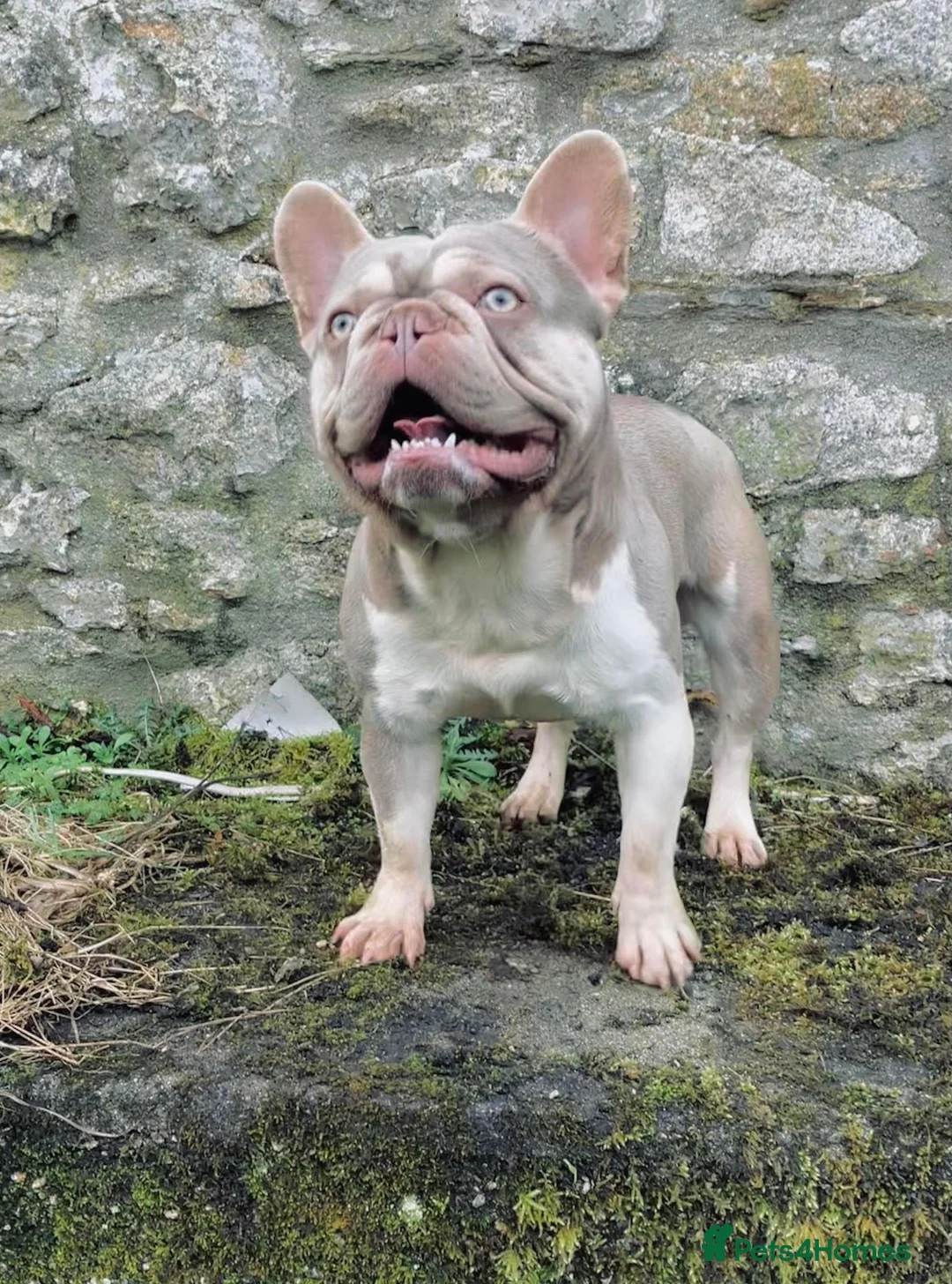 French Bulldog dogs for stud: ⭐️KCREG 4 PANEL CLEAR NEW SHADE ISABELLA PIED STUD in Gunnislake - Advert 11