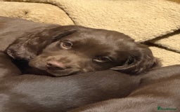 Cocker Spaniel dogs for sale: K.C. Well bred chocolate working cocker spaniels - Image 2