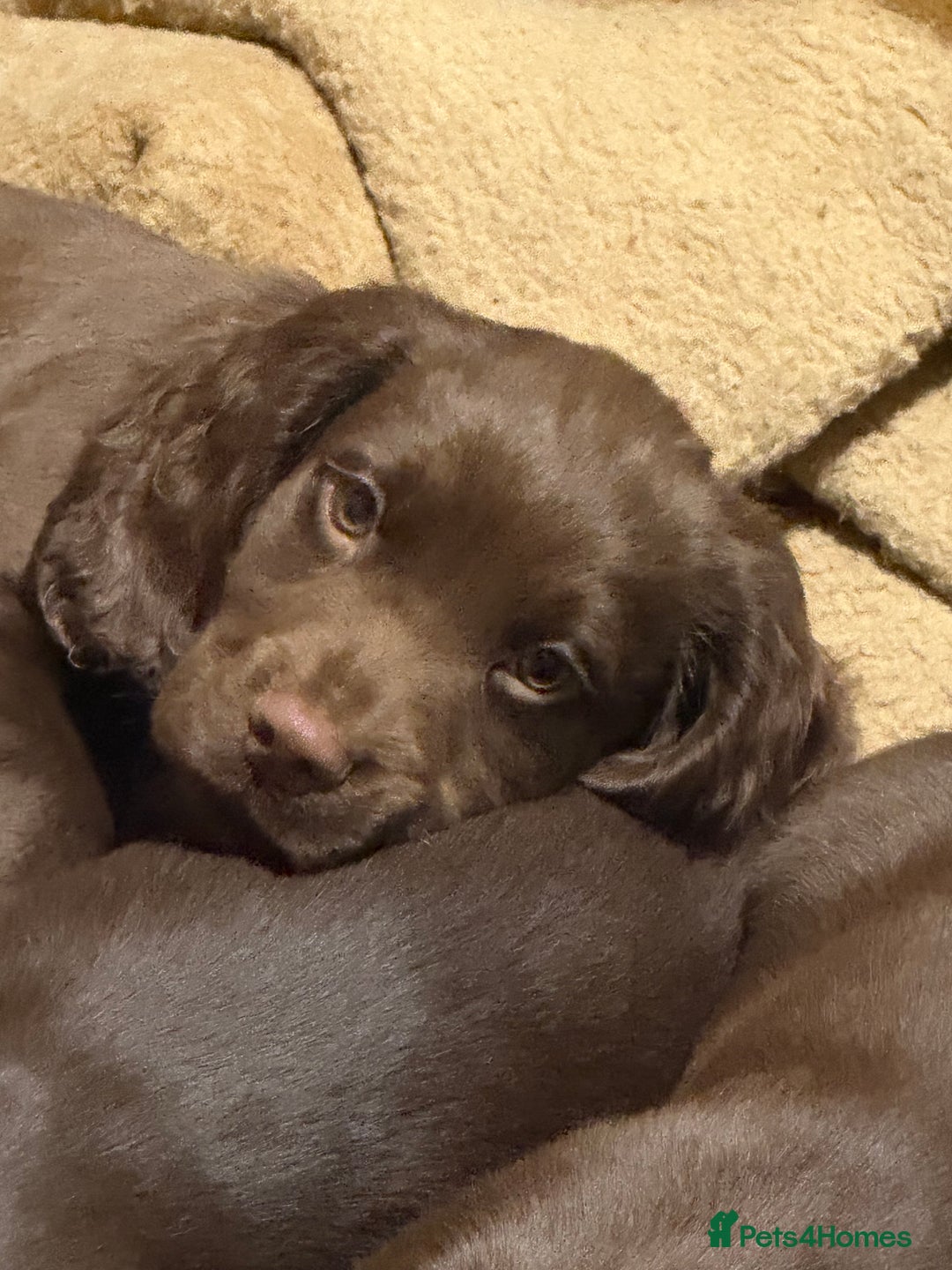 Cocker Spaniel dogs for sale: K.C. Well bred chocolate working cocker spaniels - Image 2