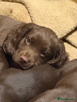 Cocker Spaniel dogs - Advert 1