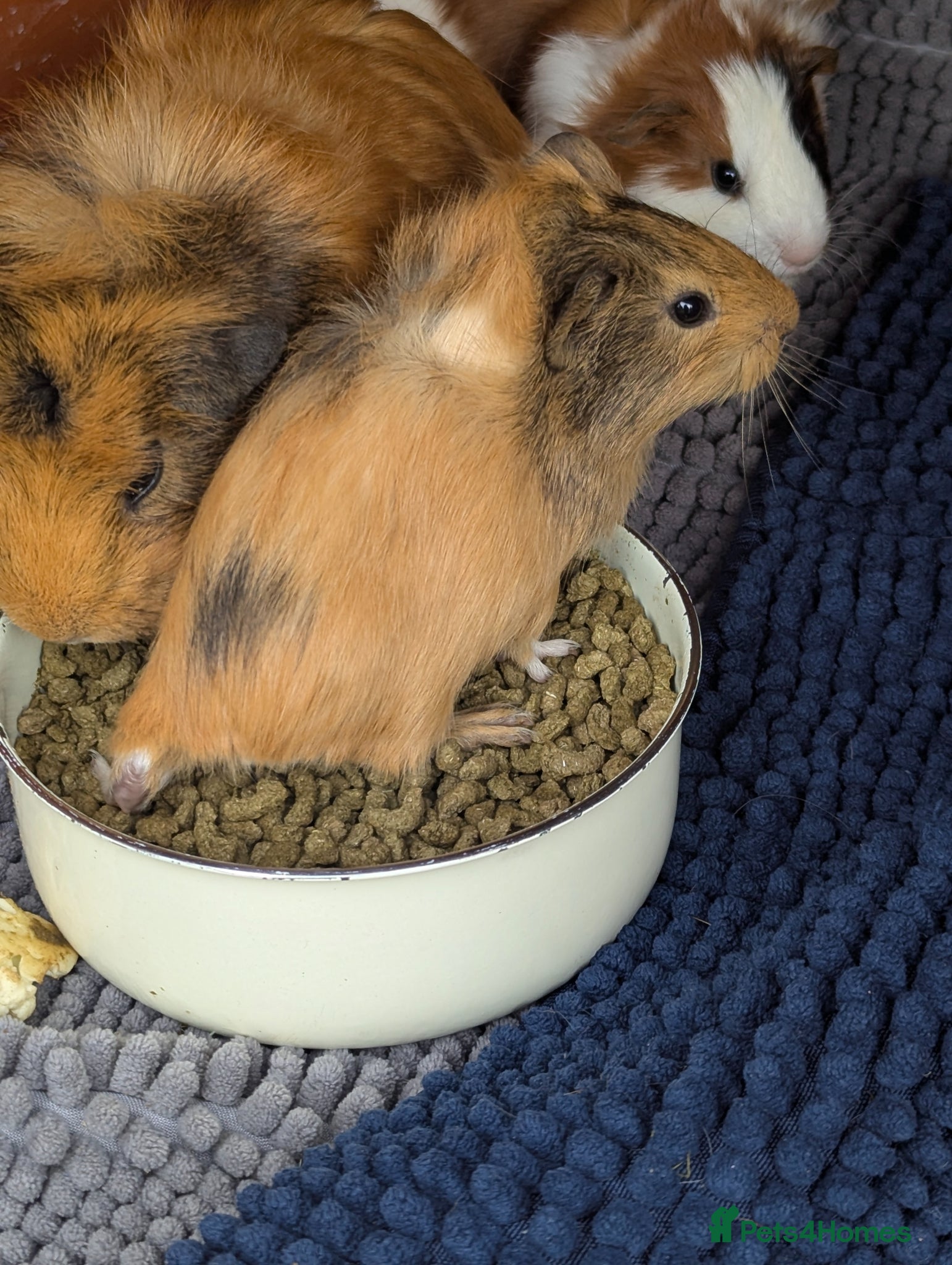Guinea Pig rodents for sale: Beautiful mixed litter of baby guinea piggies. - Advert 3