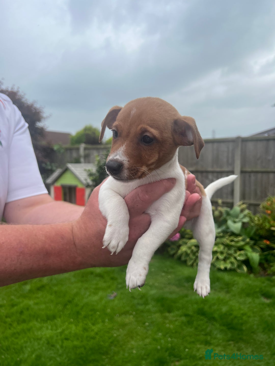 Jack Russell dogs for sale: Gorgeous Jack Russel Puppies  - Image 2