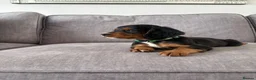 Cocker Spaniel dogs for sale: Beautiful tri coloured cocker spaniel pups   - Advert 30