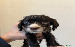 Cocker Spaniel dogs for sale: Beautiful Lemon & Brown Cocker Spaniel Puppies  - Image 12