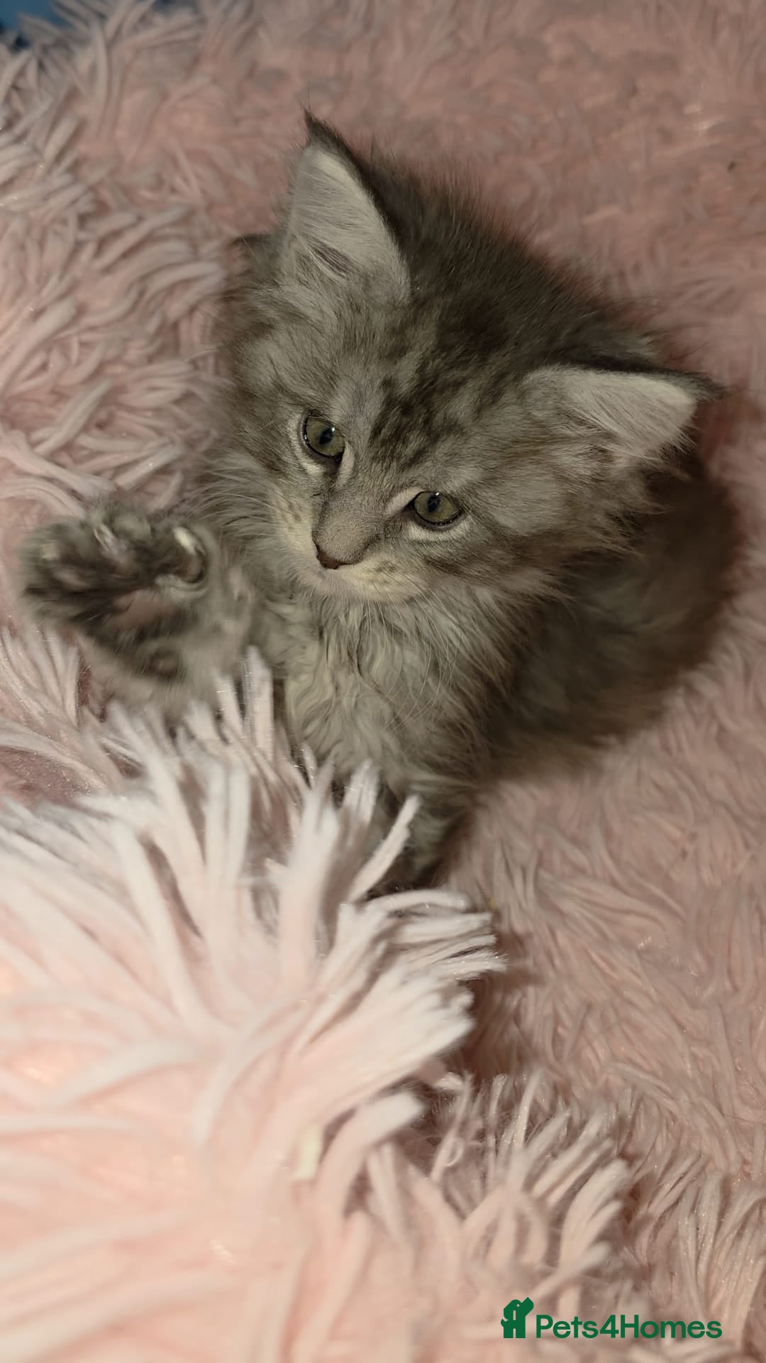 Maine Coon cats for sale: One beautiful tica female maine coon kitten left - Advert 3