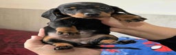Miniature Dachshund dogs for sale: Miniature dachshund  - Advert 33