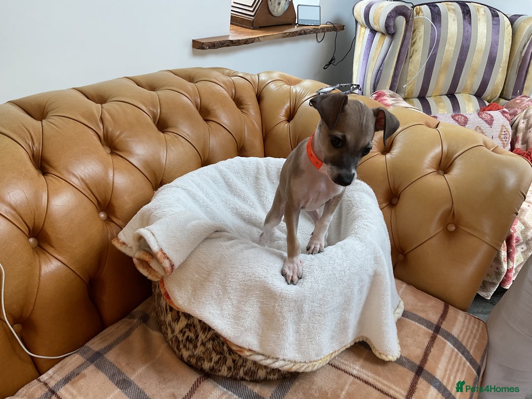 Italian Greyhound dogs for sale: Gorgeous Italian greyhound puppies  - Image 24