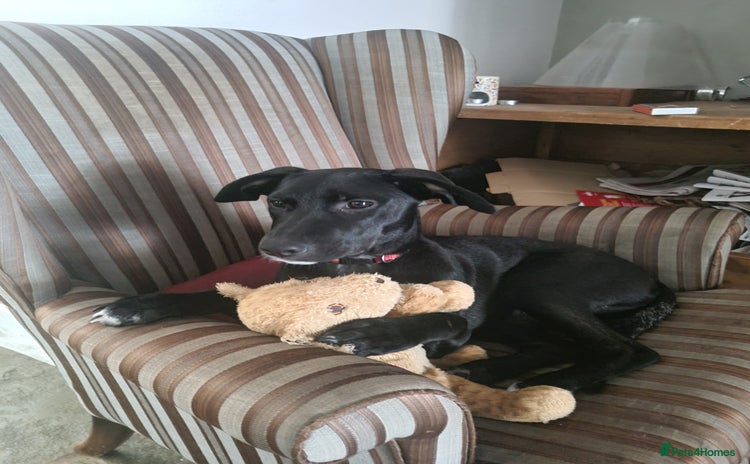 Mixed Breed dogs - Advert 3