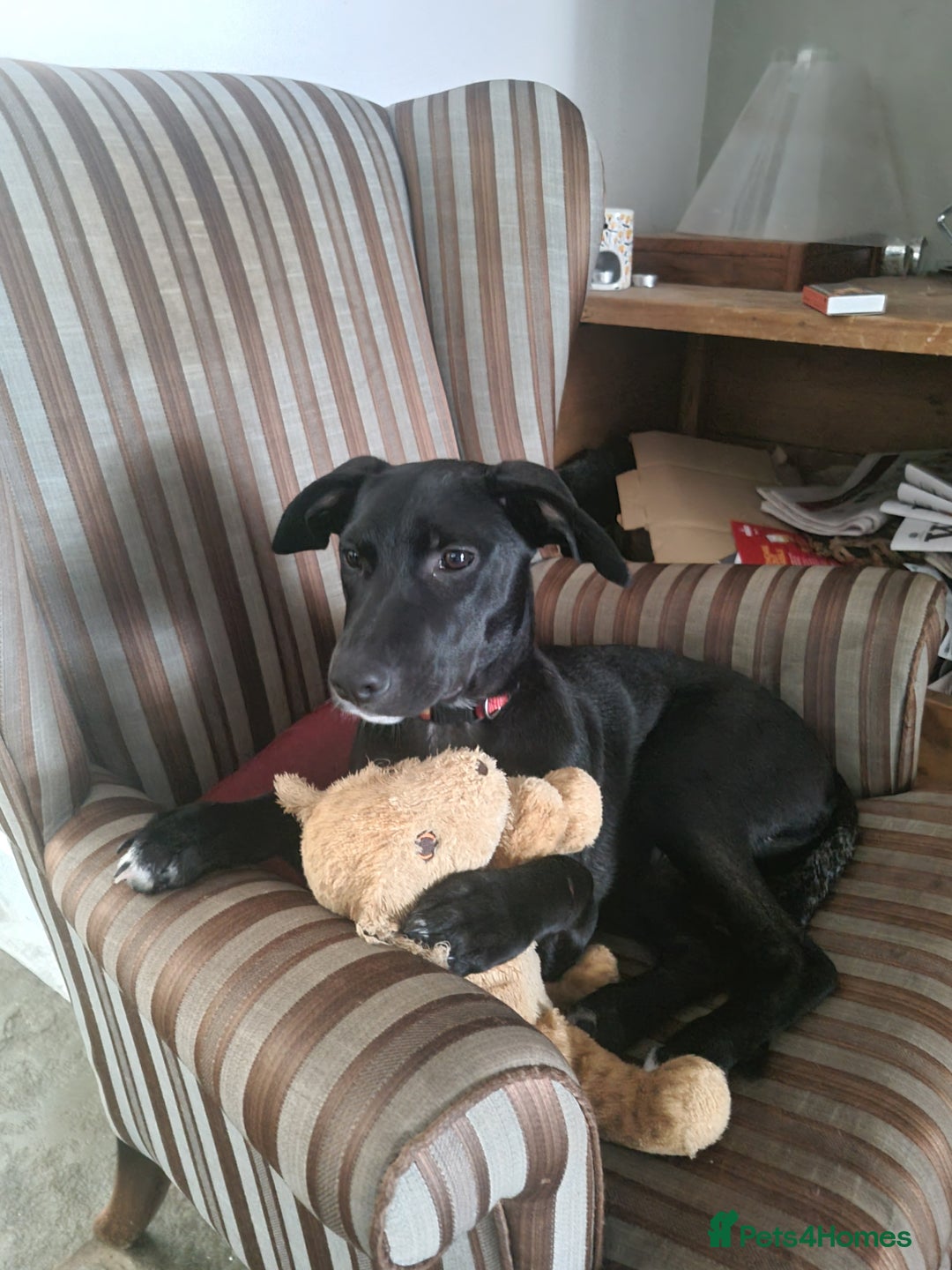 Mixed Breed dogs for sale: Loving girl looking for forever home - Image 1