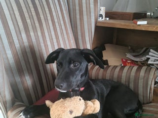 Mixed Breed dogs - Advert 11