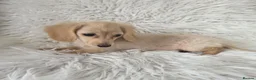 Miniature Dachshund dogs for sale: Beautuful princess kc cream long coat  - Advert 4
