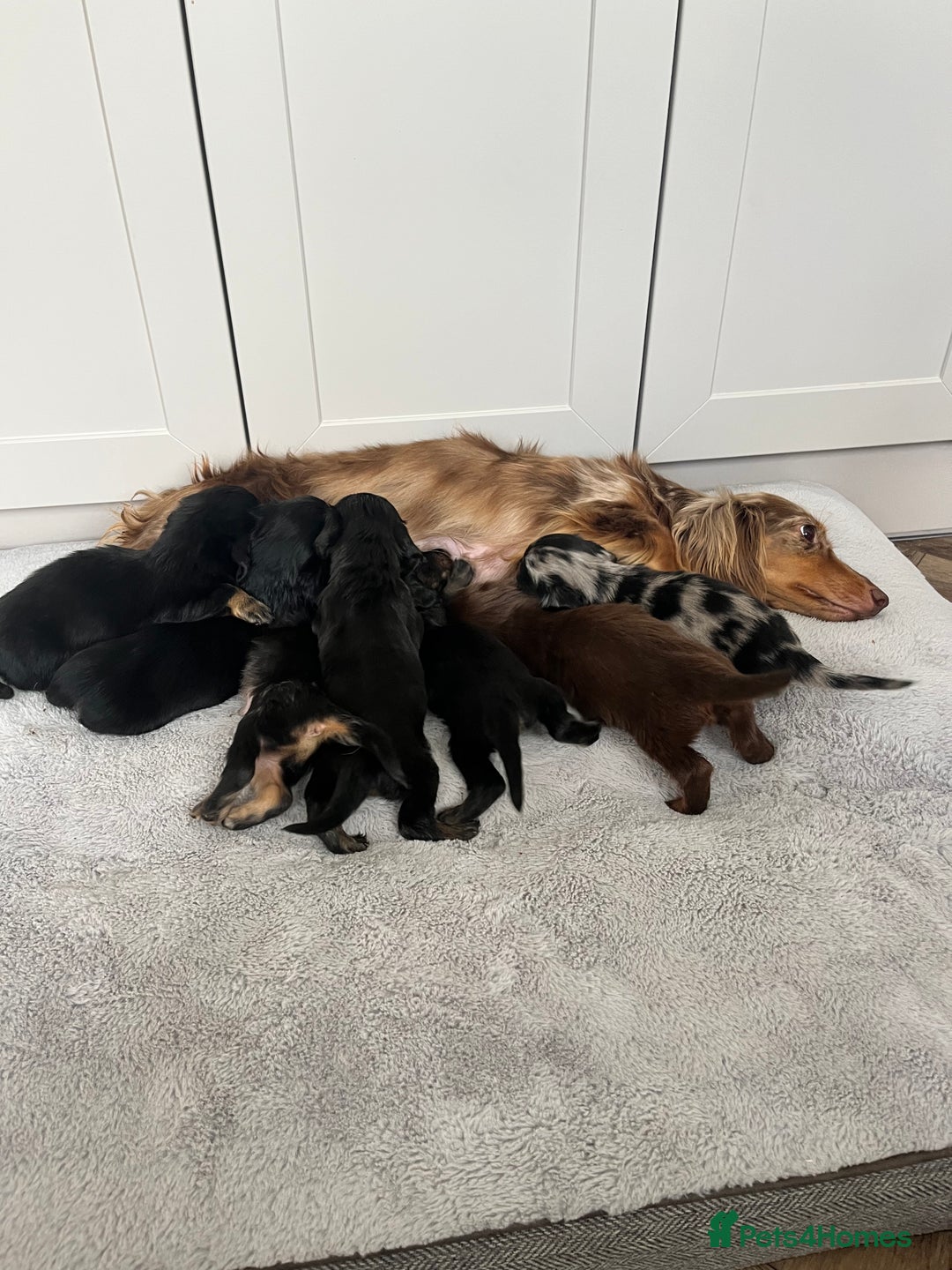 Dachshund dogs for sale: STANDARD LONGHAIR DACHSHUNDS - Image 9