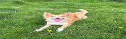 Bordoodle dogs for sale: OUTSTANDING *SABLE / TRI* BORDOODLES - Advert 13
