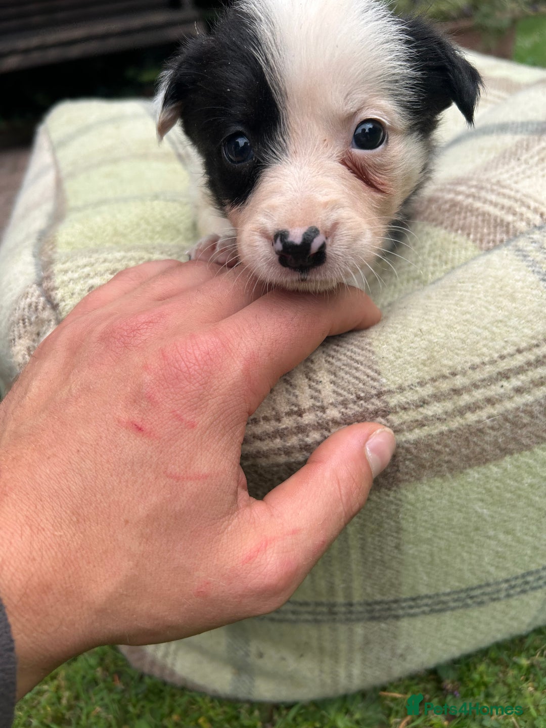 Border Collie dogs for sale: Border Collie - Image 12