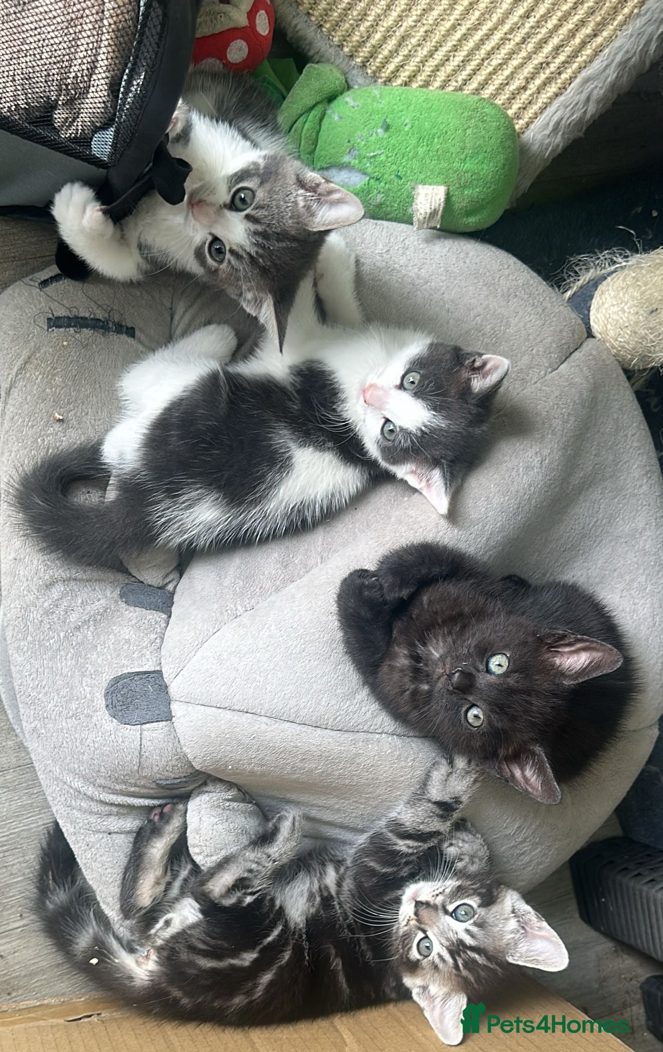 Mixed Breed cats for sale: Four gorgeous kittens - Advert 7