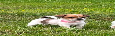 Mixed Breed 2