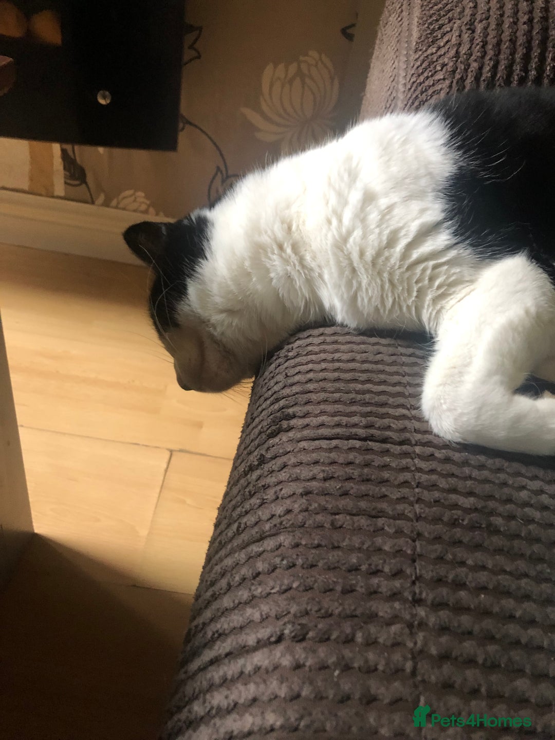British Shorthair cats for sale: Roxxy - yes I have to xx’s named after Jamie XX  - Image 3
