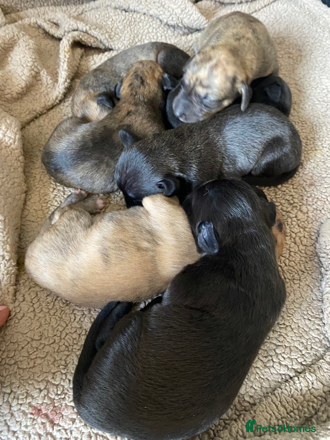 Mixed Breed dogs for sale: Bedlington Whippet cross puppies - Image 9