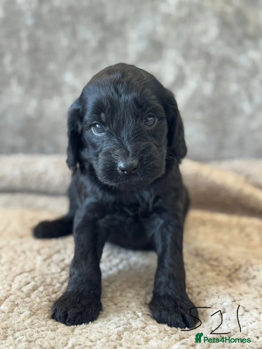 Cockapoo dogs for sale: CURLY F1 COCKERPOO - Advert 14