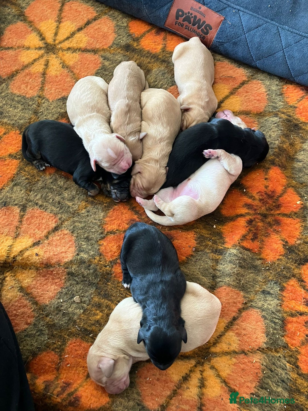 Mixed Breed dogs for sale: Goldendoodle pups 6 girls 3 boys - Advert 3
