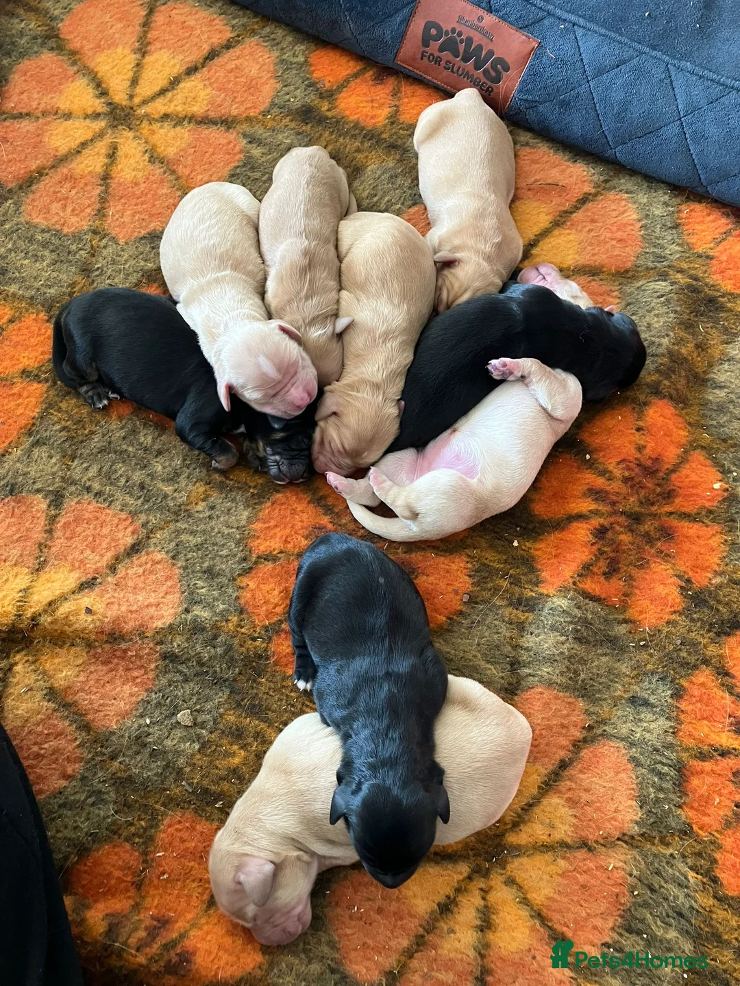 Mixed Breed dogs for sale: Goldendoodle Puppies 6 girls 3 boys - Advert 4
