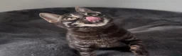 Bengal cats for sale: Exceptional kittens in silver, brown and charcoal - Advert 4