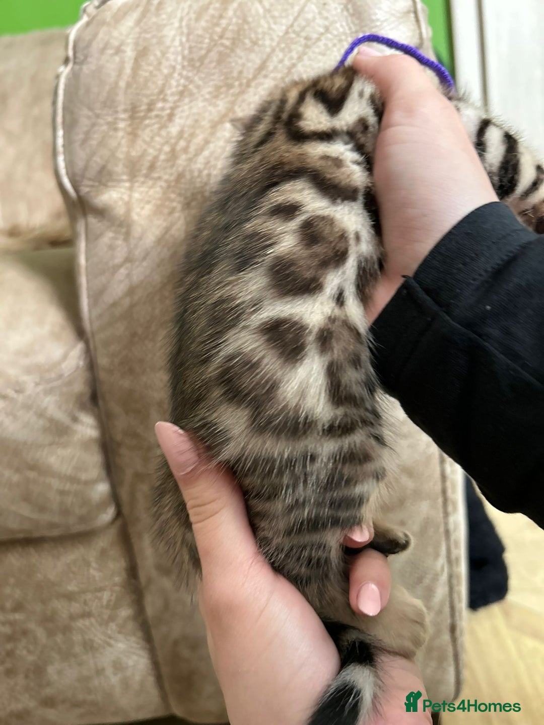 Bengal cats for sale: ❤️ Gorgeous Pure Bengal Kittens Available ❤️ - Image 4