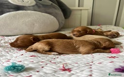 Maltipoo dogs for sale: *** Tiny Korean Maltipoo Babies *** - Image 1