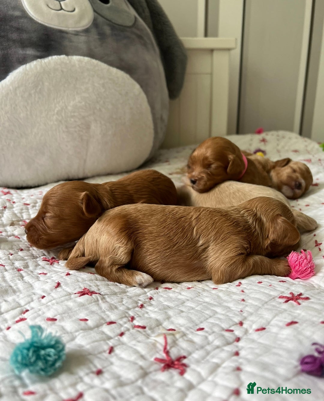 Maltipoo dogs for sale: *** Tiny Korean Maltipoo Babies *** - Image 1