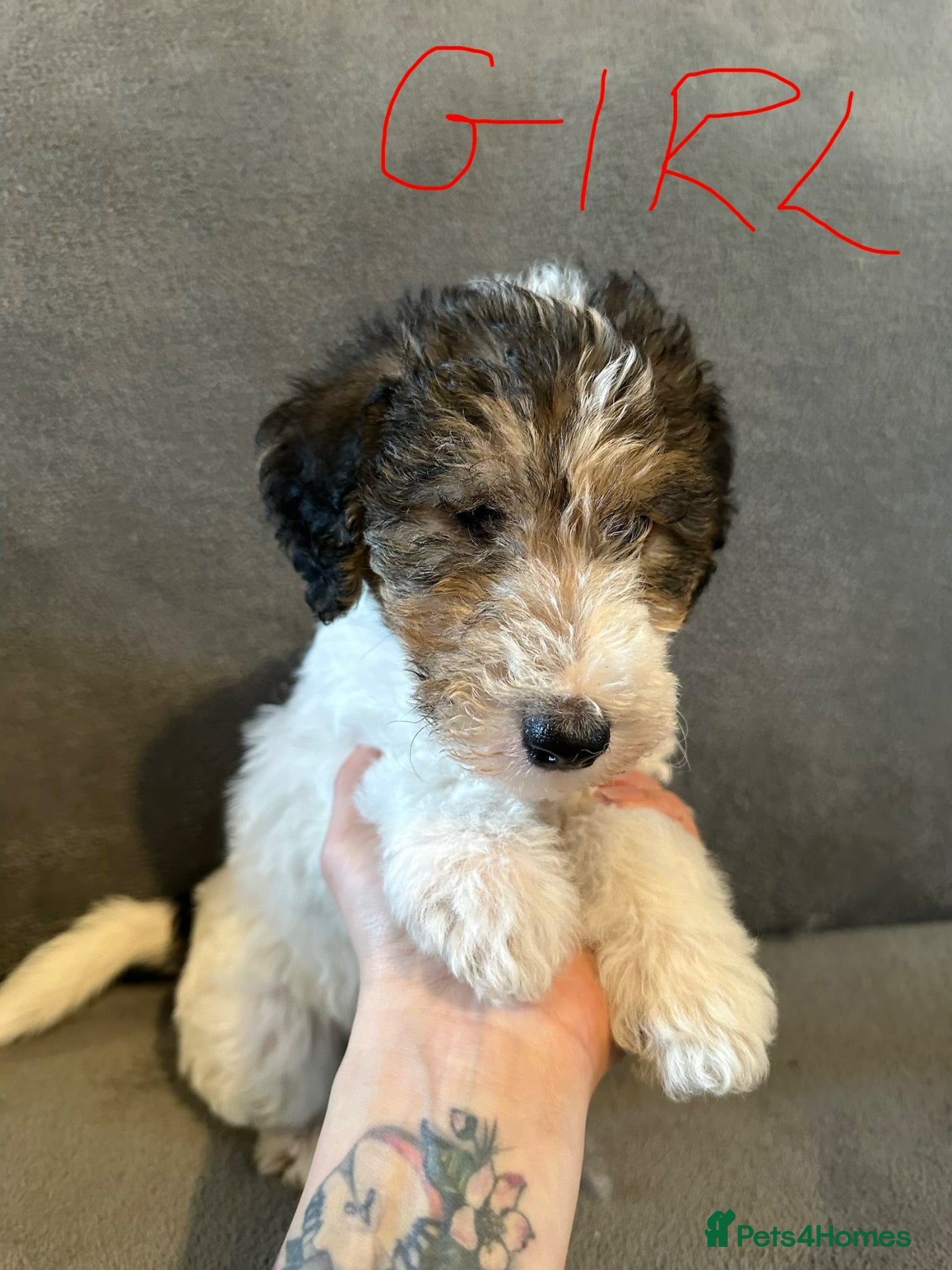 Fox Terrier dogs for sale: Wire Haired fox terrier puppies - Advert 1