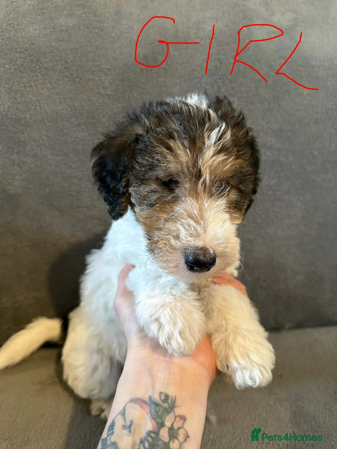 Fox Terrier dogs for sale: Wire Haired fox terrier puppies - Advert 1