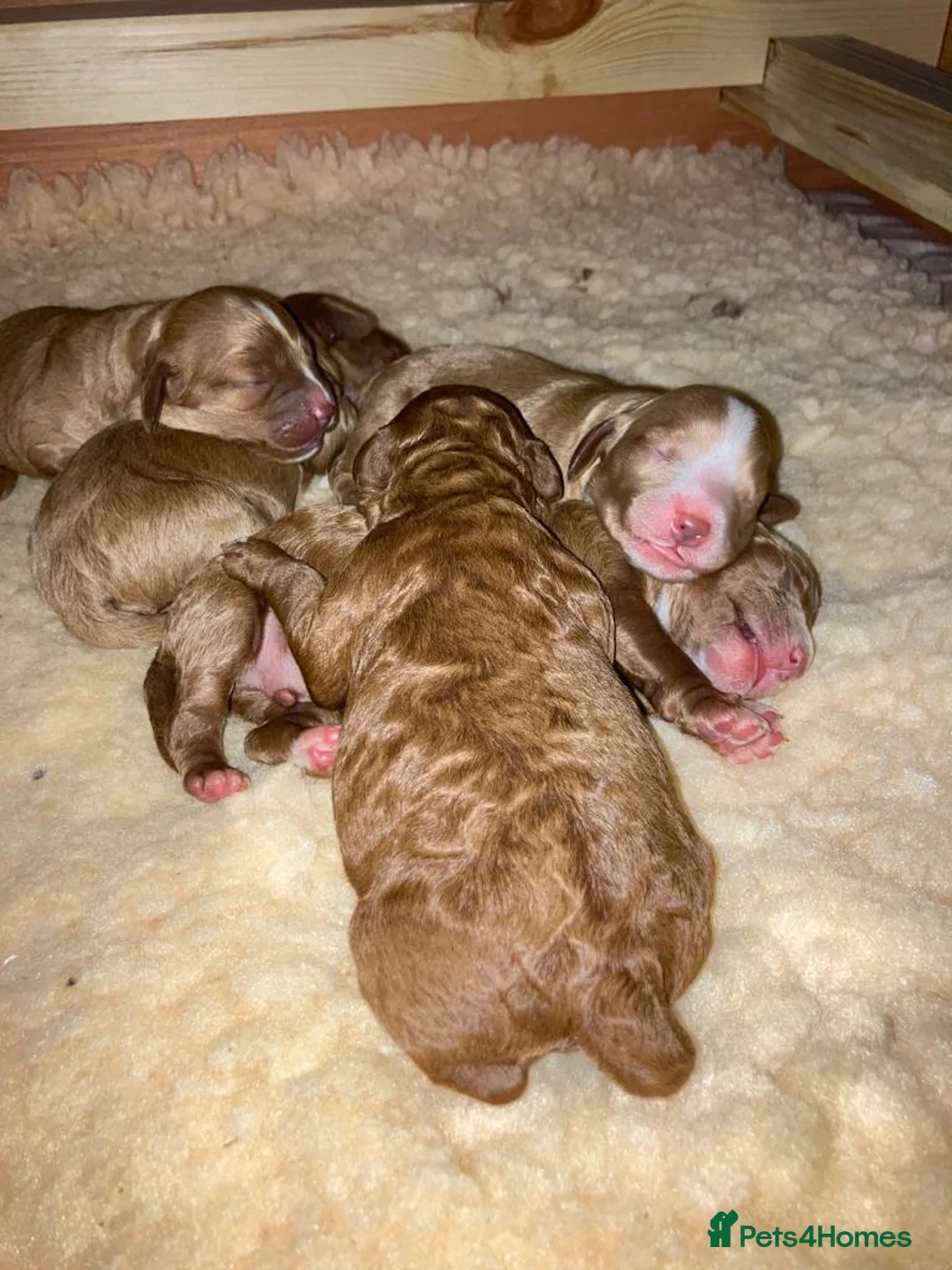 Cockapoo dogs for stud: Beige cockapoo F1b for stud in Coalville - Advert 9