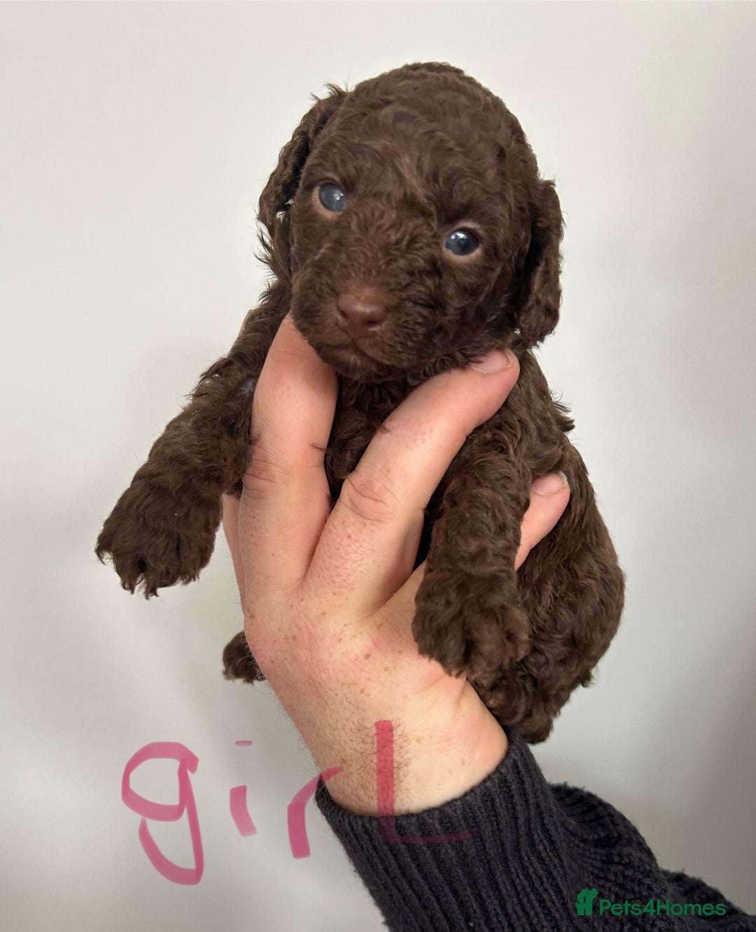 Toy Poodle dogs for sale: Beautiful pure chocolate & phantom Toy Poodles - Advert 1