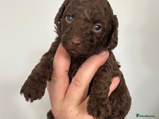 Toy Poodle dogs Beautiful pure chocolate & phantom Toy Poodles - Advert 5