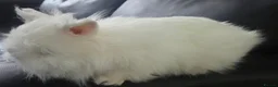 Lionhead rabbits for sale: Double Lionhead  - Advert 9