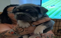French Bulldog dogs for sale: French Bulldog pups - Image 13