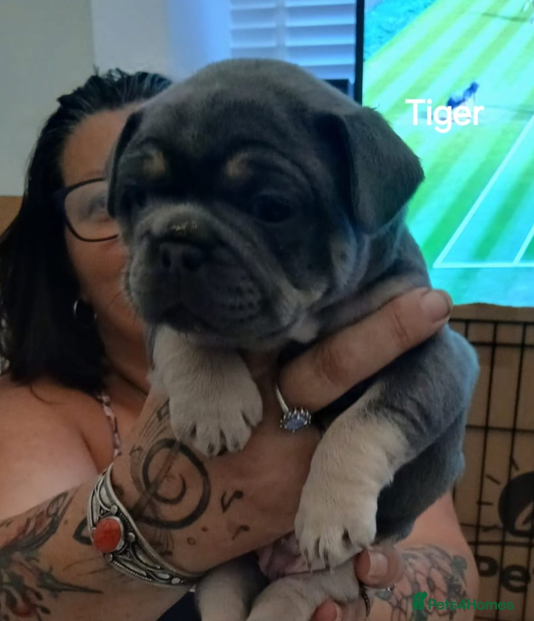 French Bulldog dogs for sale: French Bulldog pups - Image 13