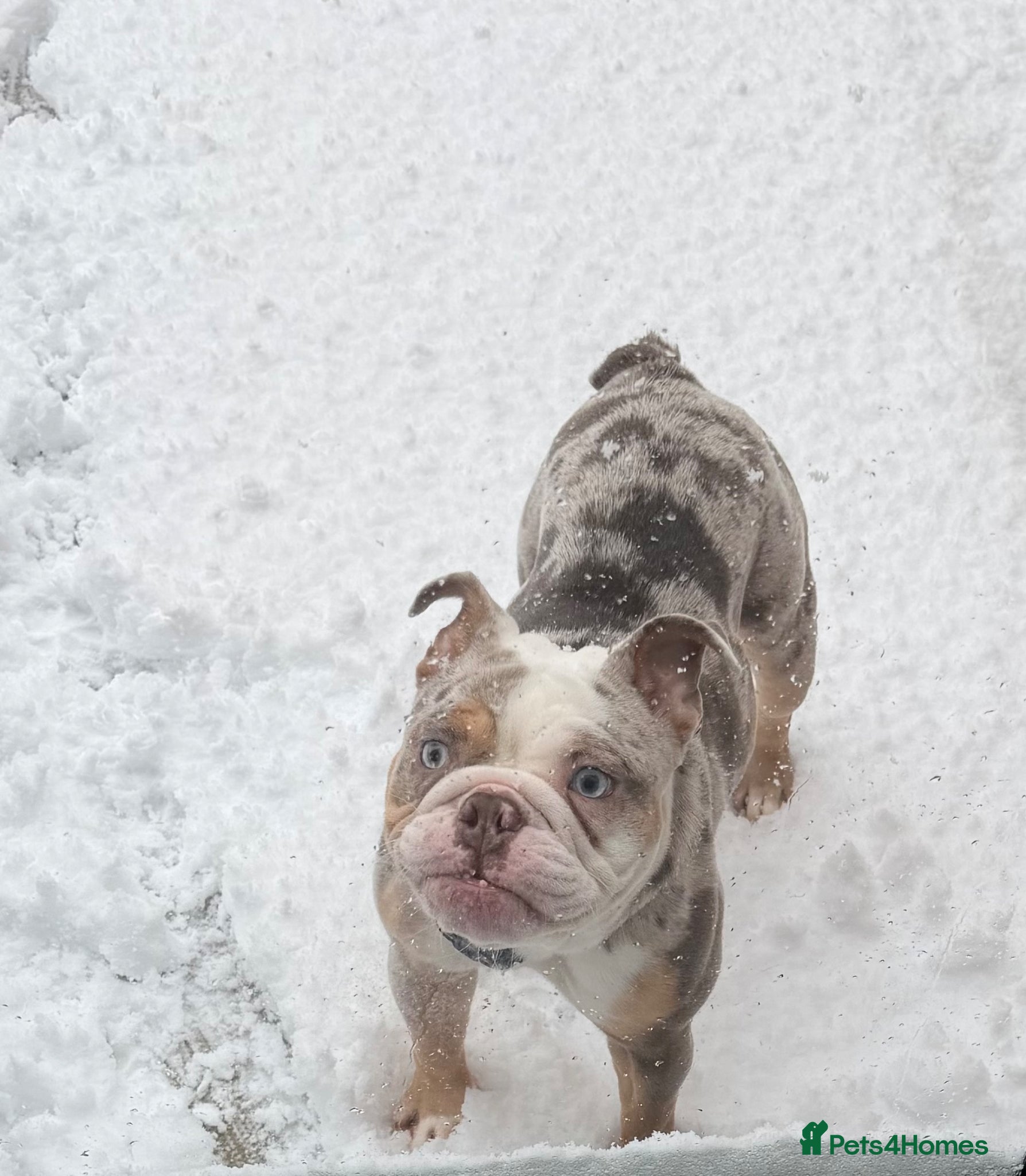 English Bulldog dogs for sale: English bulldog  - Advert 3