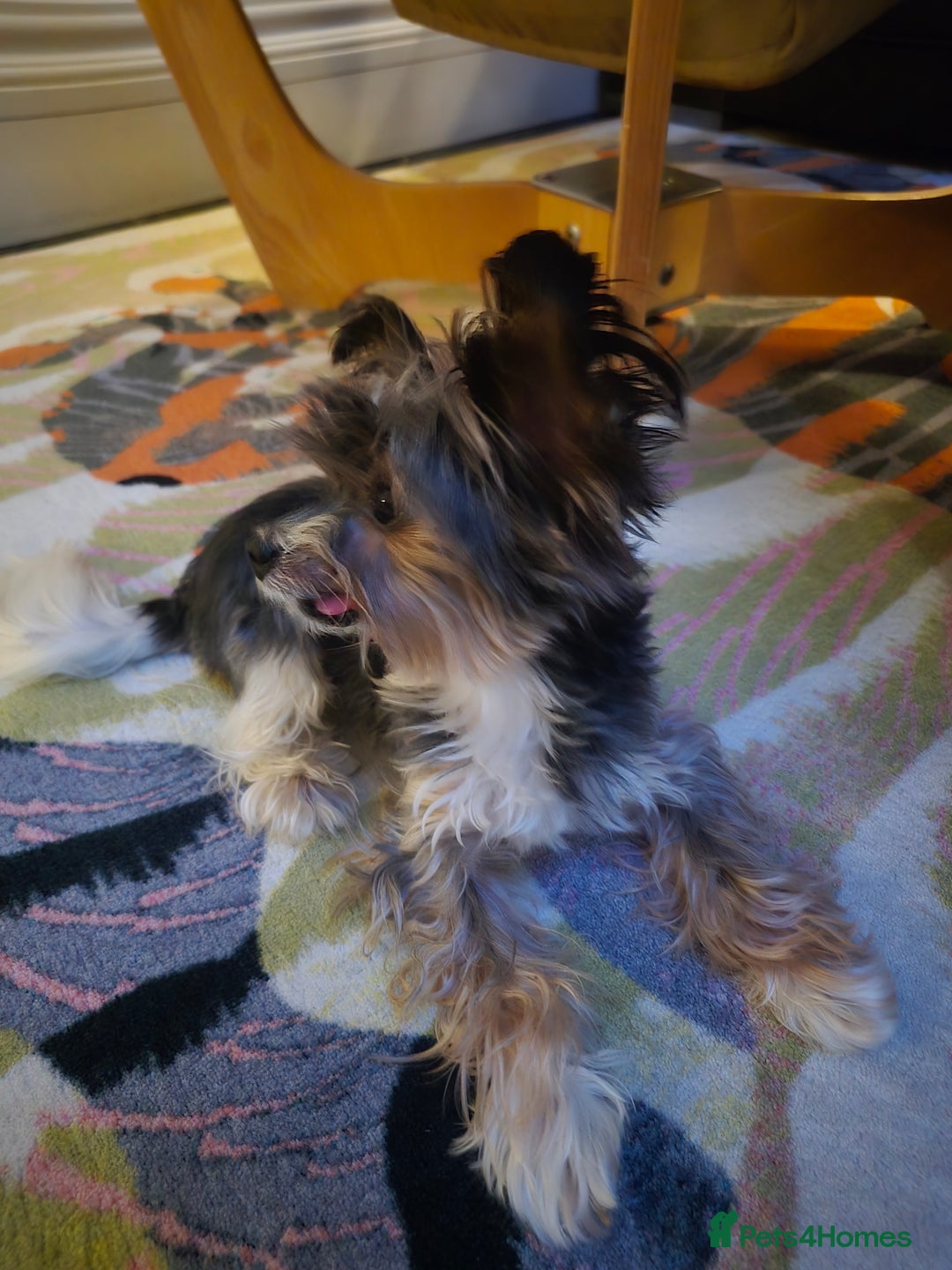 Biewer Terrier dogs for sale: Magic - Advert 4