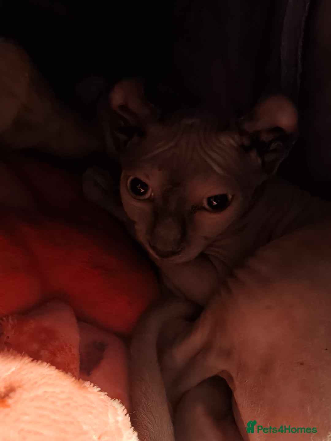 Sphynx cats for sale: Elf Sphynx Girl  - Image 7