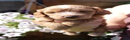 Cockapoo dogs for sale: Health tested: Champion lines  F1 puppies  - Advert 9
