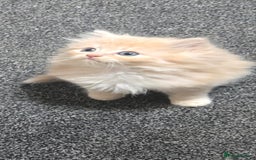 Persian cats for sale: Ginger Persian/Ragdoll male - Image 4